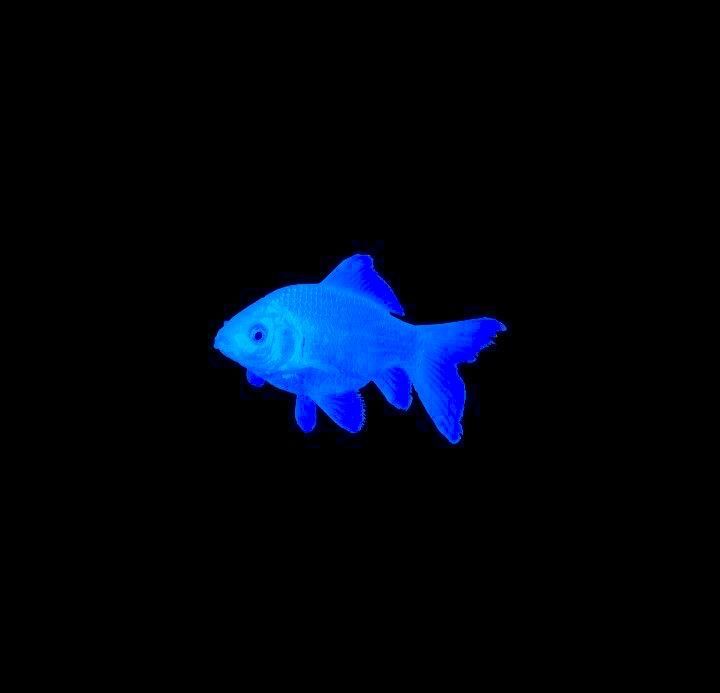 Tsunami - VIREVES (mp3)